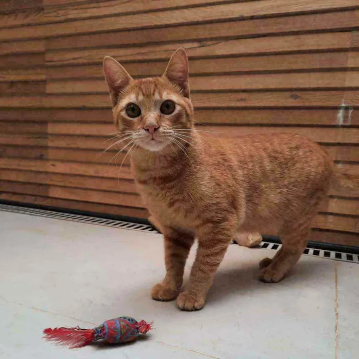 Gato ra a S.R.D. idade 1 ano nome Garfield