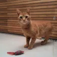 Garfield