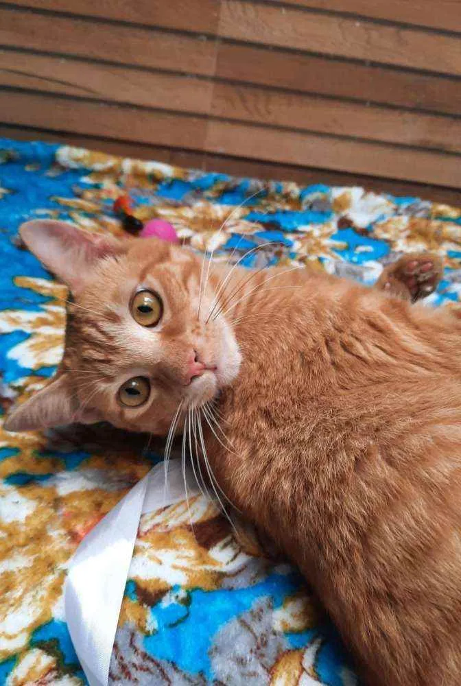 Gato ra a S.R.D. idade 1 ano nome Garfield
