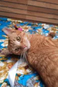 Garfield