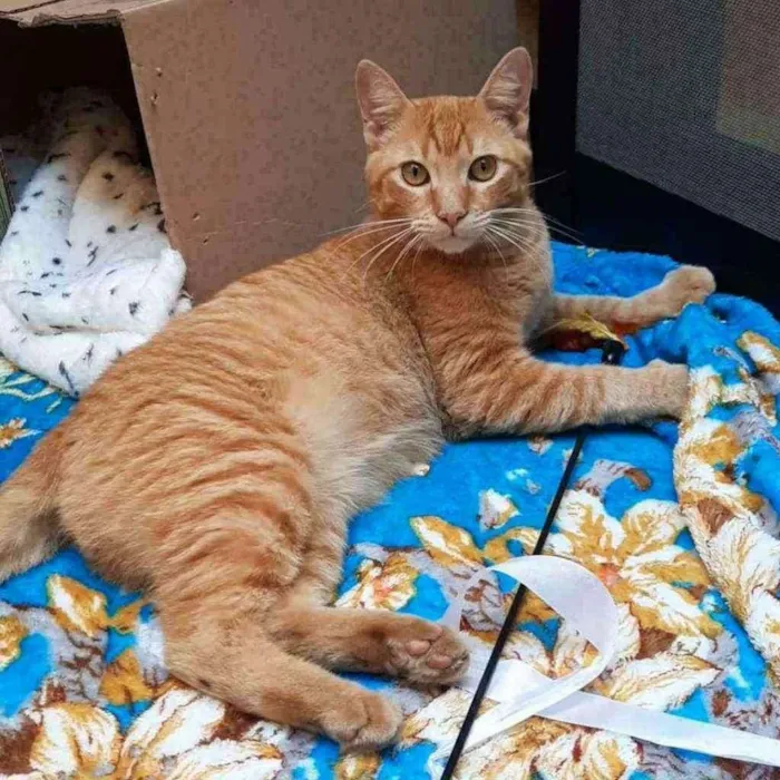 Gato ra a S.R.D. idade 1 ano nome Garfield