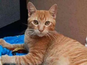 Gato raça S.R.D. idade 1 ano nome Garfield
