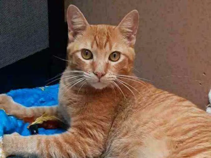 Gato ra a S.R.D. idade 1 ano nome Garfield