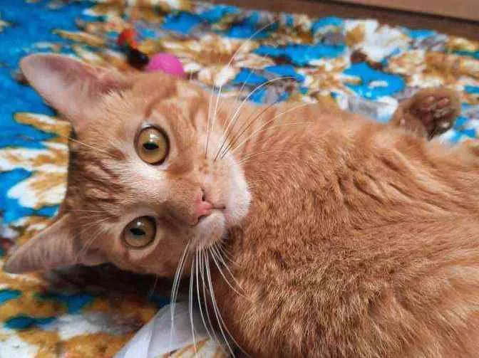 Gato ra a S.R.D. idade 1 ano nome Garfield