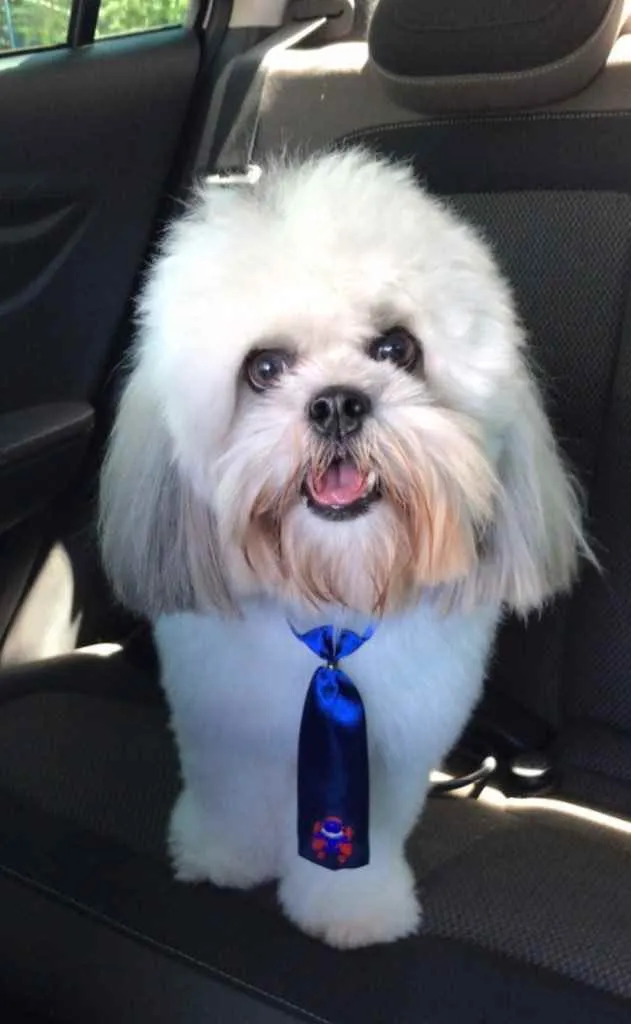 Cachorro raça Shitzu/Lhasa Apso idade 3 anos nome Floki