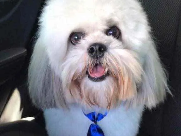 Cachorro raça Shitzu/Lhasa Apso idade 3 anos nome Floki