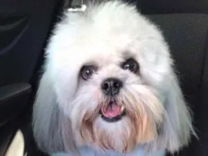 Cachorro raça Shitzu/Lhasa Apso idade 3 anos nome Floki