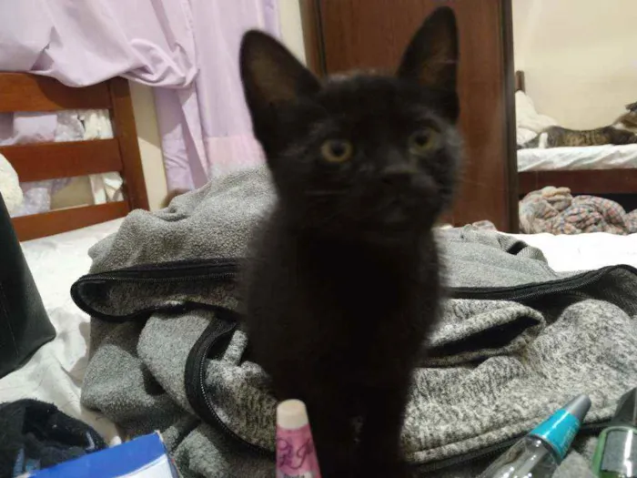 Gato ra a SRD idade 2 a 6 meses nome Sem Nome 