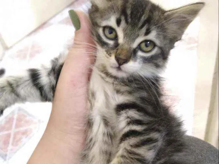 Gato ra a SRD idade 2 a 6 meses nome Sem Nome 