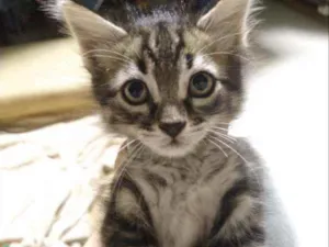 Gato raça SRD idade 2 a 6 meses nome Sem Nome 