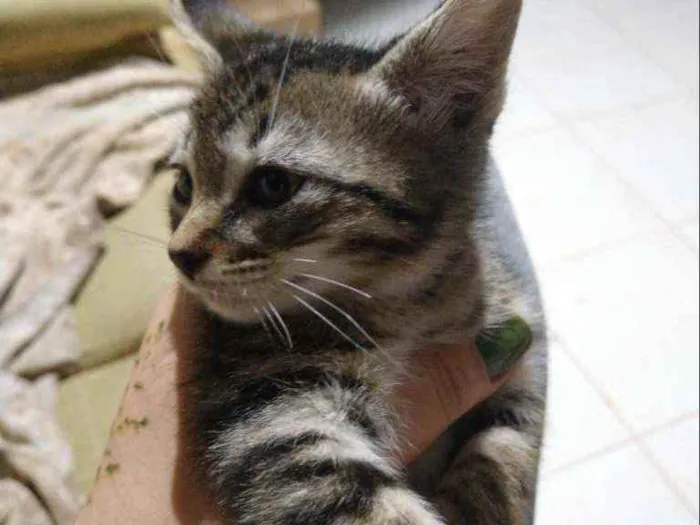 Gato ra a SRD idade 2 a 6 meses nome Sem Nome 