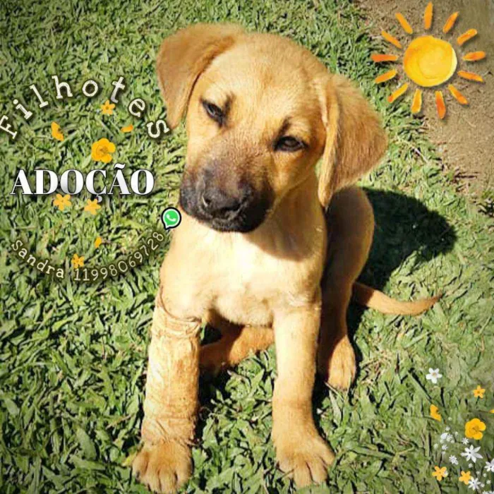 Cachorro ra a Srd idade 2 a 6 meses nome Filhotes