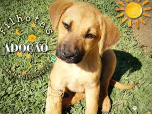 Cachorro raça Srd idade 2 a 6 meses nome Filhotes