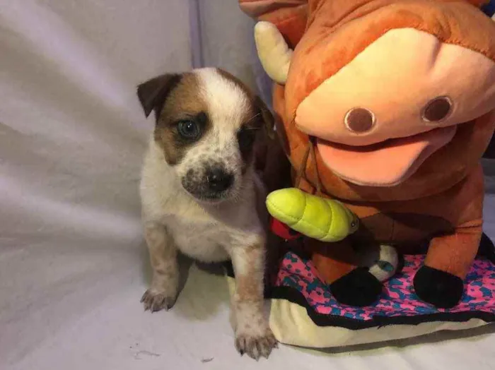 Cachorro raça SRD idade Abaixo de 2 meses nome Sem Nome