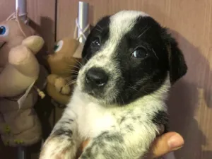 Cachorro raça SRD  idade Abaixo de 2 meses nome Sem Nome