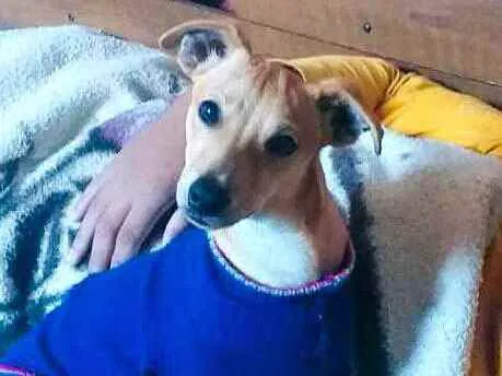 Cachorro raça  idade 7 a 11 meses nome Pingo 