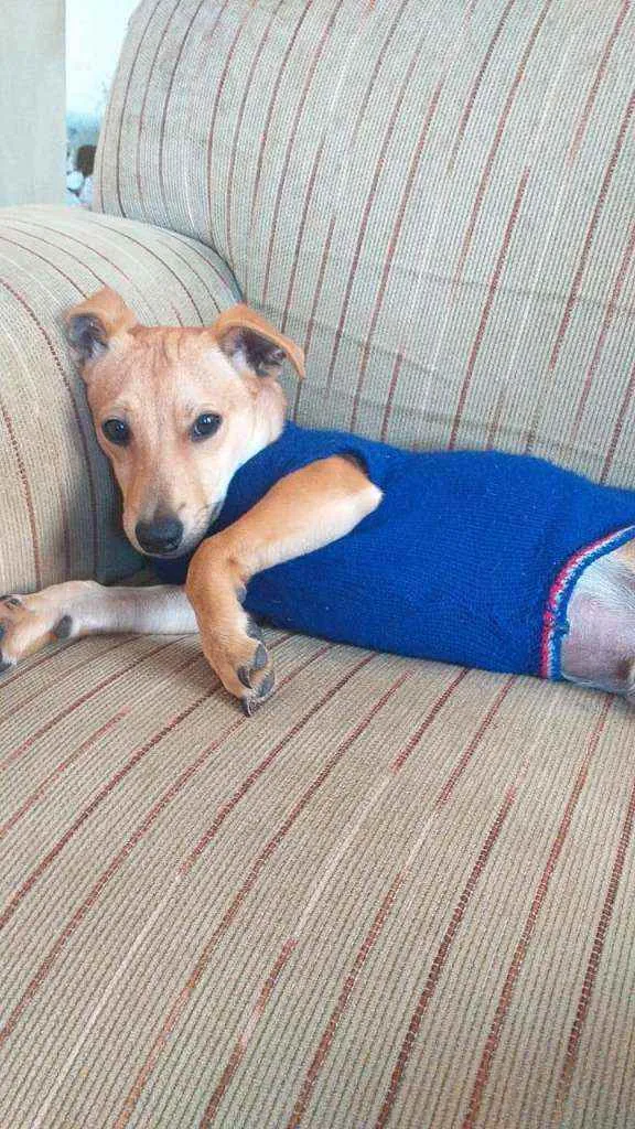 Cachorro raça  idade 7 a 11 meses nome Pingo 