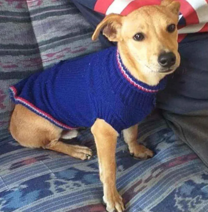 Cachorro raça  idade 7 a 11 meses nome Pingo 