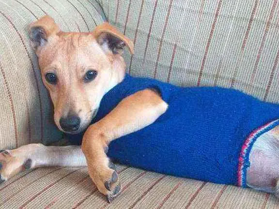 Cachorro raça  idade 7 a 11 meses nome Pingo 