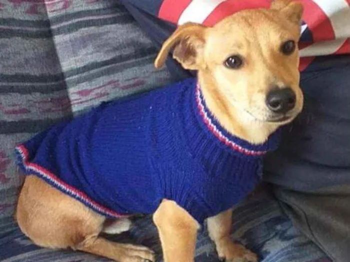 Cachorro raça  idade 7 a 11 meses nome Pingo 