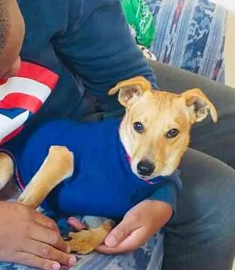 Cachorro raça  idade 7 a 11 meses nome Pingo 