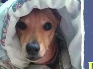 Cachorro raça  idade 7 a 11 meses nome Pingo 