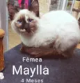 MAYLLA SIAMESA