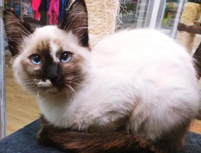 Gato raça SRD-ViraLata idade 2 a 6 meses nome MAYLLA SIAMESA