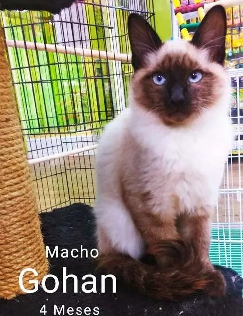 Gato raça Siamês idade 2 a 6 meses nome GOHAN SIAMÊS