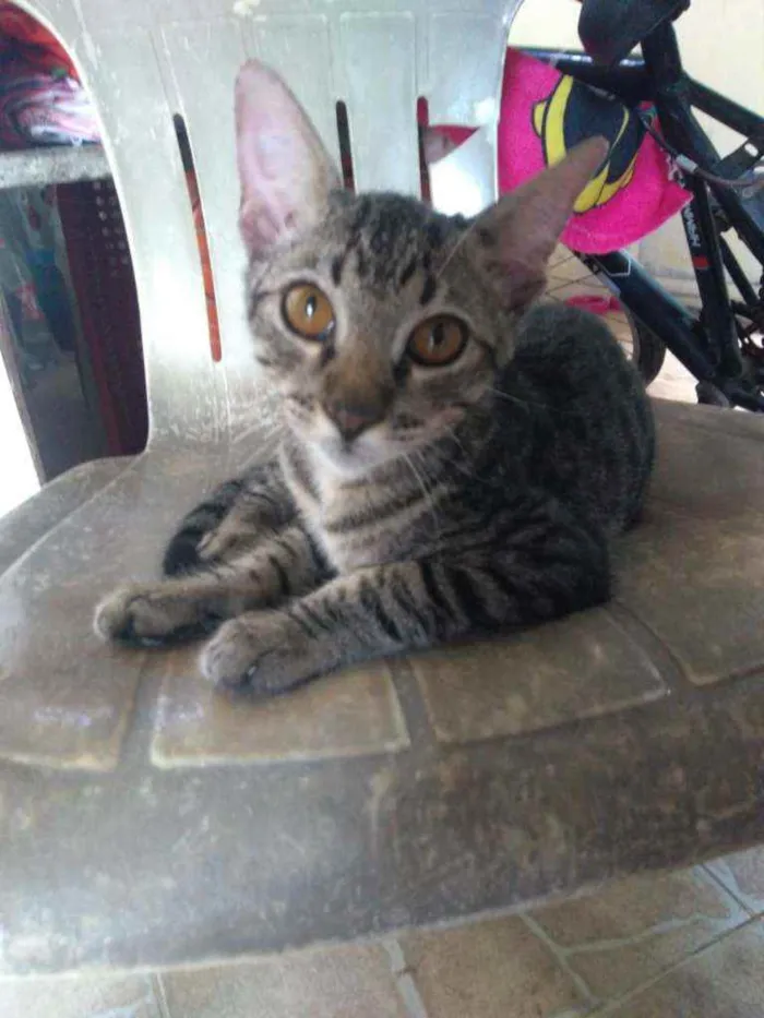 Gato raça Srd idade 2 a 6 meses nome Gael
