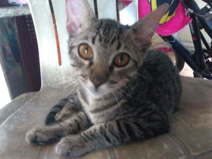 Gato raça Srd idade 2 a 6 meses nome Gael