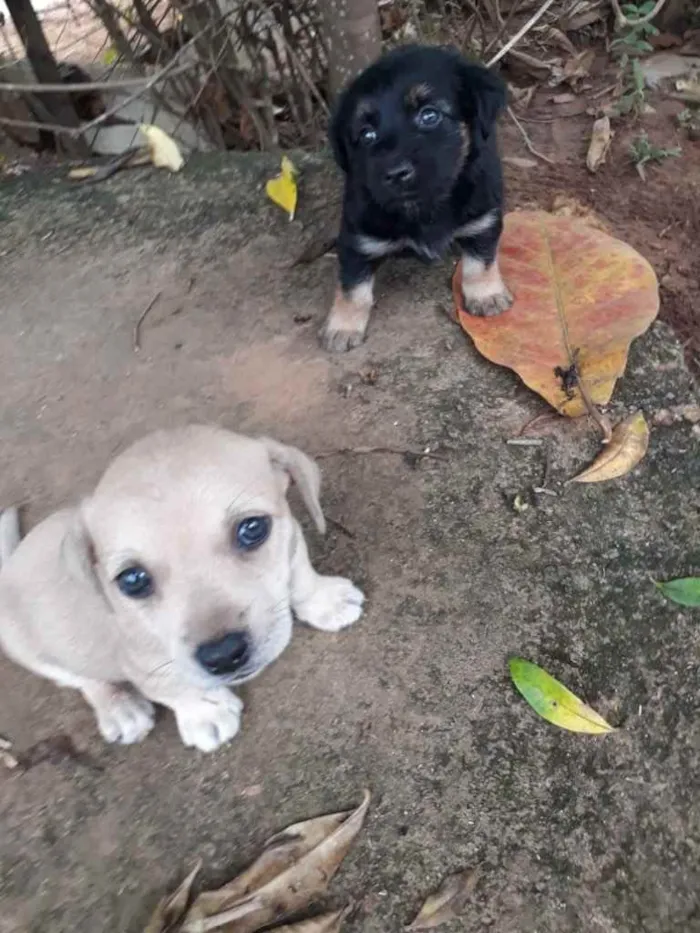 Cachorro raça  idade Abaixo de 2 meses nome sem nome