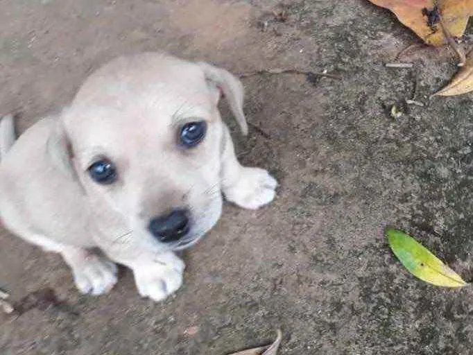 Cachorro raça  idade Abaixo de 2 meses nome sem nome