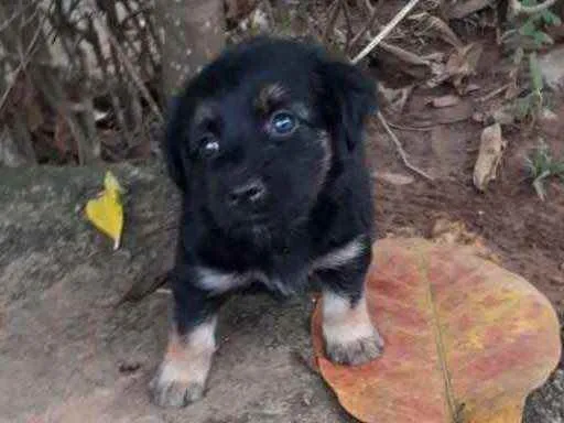 Cachorro raça  idade Abaixo de 2 meses nome sem nome