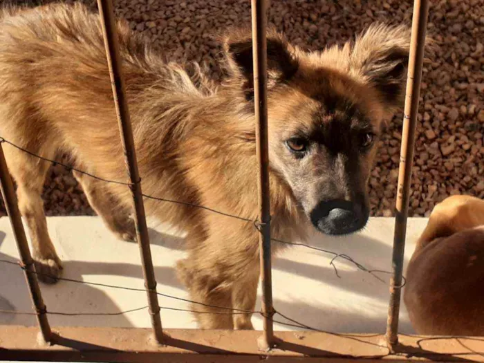 Cachorro ra a Pitbull, hott, vira lata idade 7 a 11 meses nome Peludinha