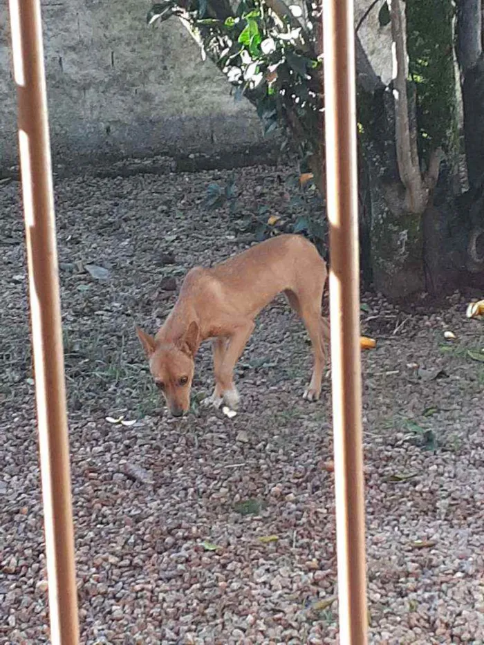 Cachorro ra a Pitbull, hott, vira lata idade 7 a 11 meses nome Melzinha