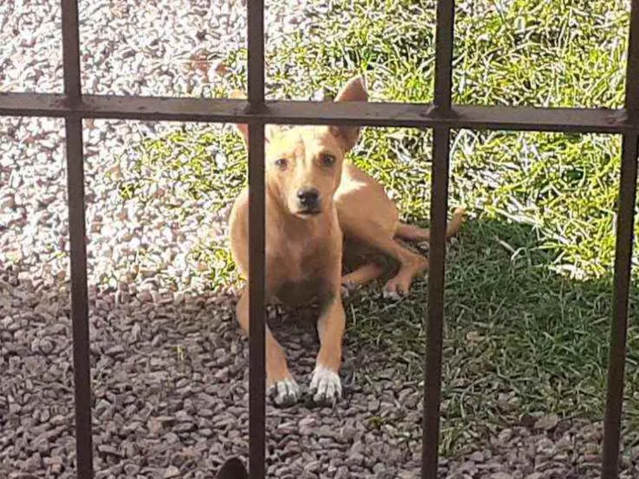 Cachorro ra a Pitbull, hott, vira lata idade 7 a 11 meses nome Melzinha