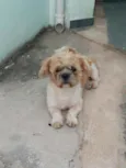 Cachorro raça Shitzu idade 2 anos nome Duque