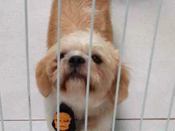 Cachorro raça Shitzu idade 2 anos nome Duque