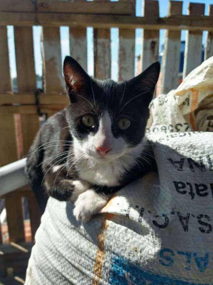 Gato ra a Viralata idade 2 a 6 meses nome Sem nome