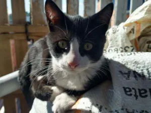 Gato raça Viralata idade 2 a 6 meses nome Sem nome