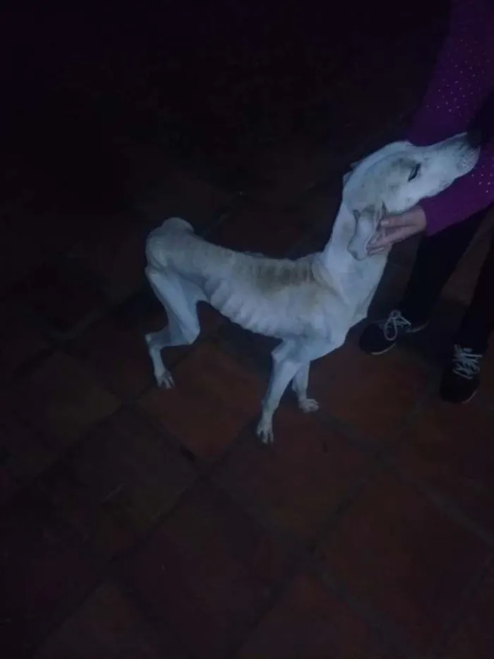 Cachorro ra a Srd idade 5 anos nome Branca