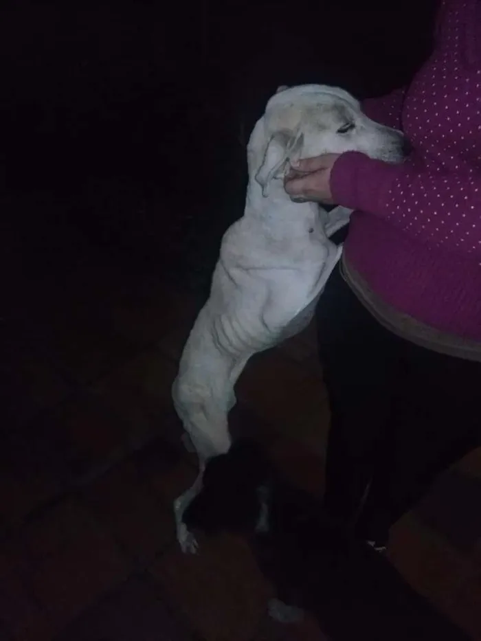 Cachorro ra a Srd idade 5 anos nome Branca