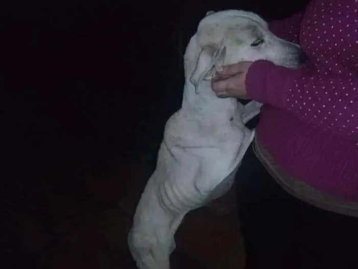 Cachorro ra a Srd idade 5 anos nome Branca