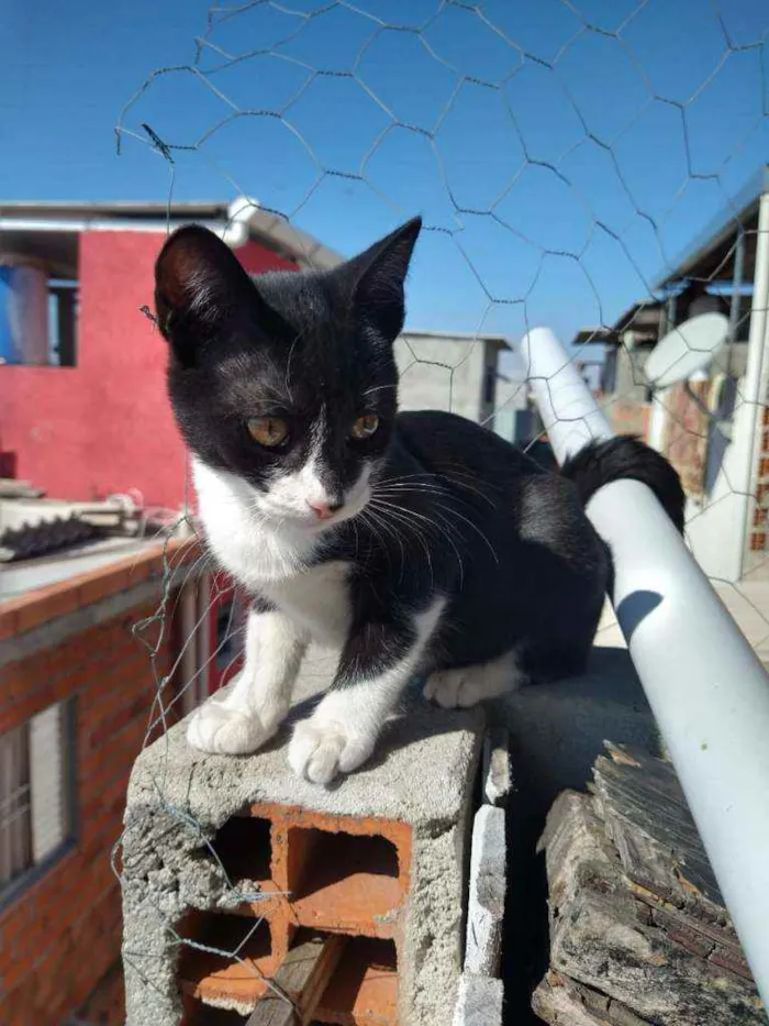 Gato ra a Viralata idade 2 a 6 meses nome Sem nome