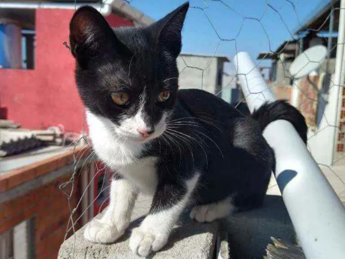 Gato ra a Viralata idade 2 a 6 meses nome Sem nome