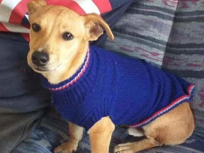 Cachorro raça  idade 7 a 11 meses nome Pingo 