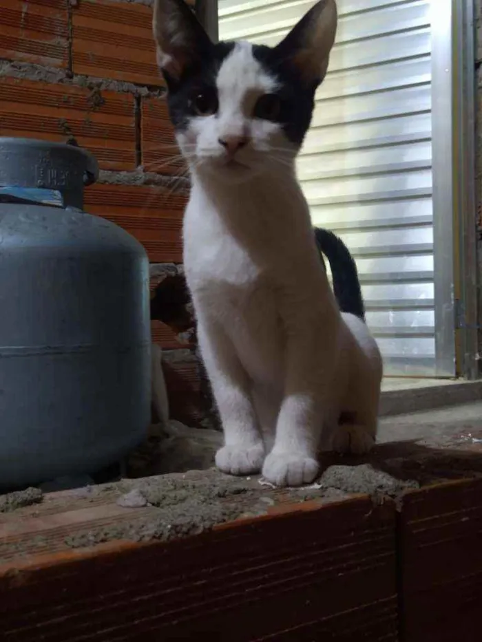 Gato ra a Viralata idade 2 a 6 meses nome Sem nome
