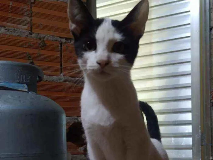 Gato ra a Viralata idade 2 a 6 meses nome Sem nome