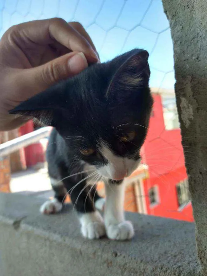 Gato ra a Viralata idade 2 a 6 meses nome Sem nome